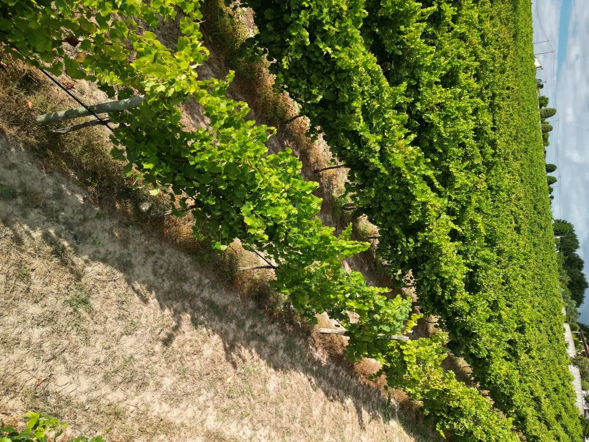Sapateiro Winery